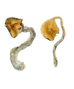 Alternative view of Panama Magic Mushrooms